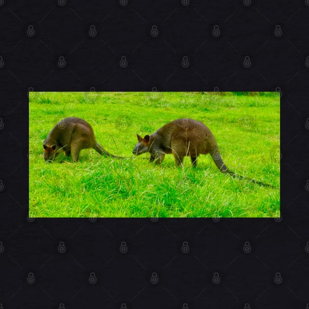 The Two Swamp Wallabies by Mickangelhere1